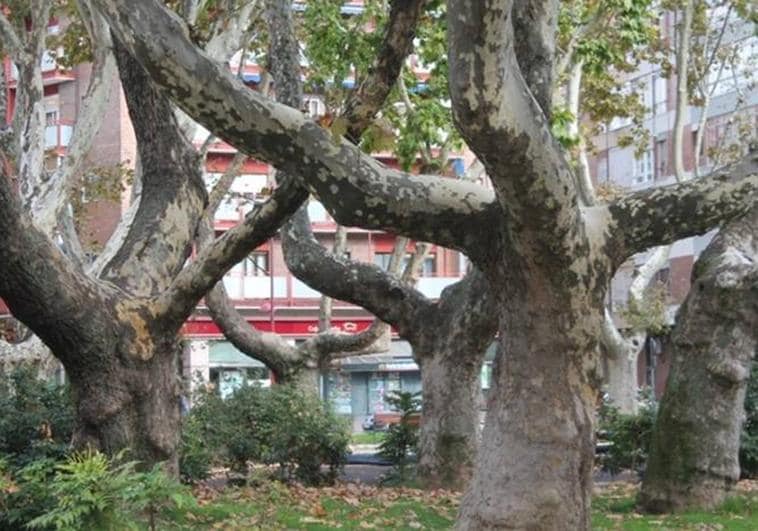 Valladolid, ciudad de árboles monumentales testigos de su historia cotidiana